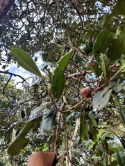 Diospyros ovalifolia