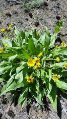 Balsamorhiza