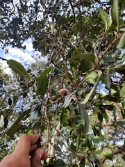 Diospyros ovalifolia