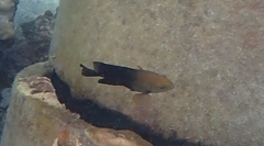 Hemiglyphidodon plagiometopon