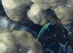 Halichoeres chrysotaenia