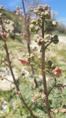 Scrophularia lucida