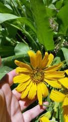 Balsamorhiza