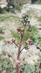 Scrophularia lucida