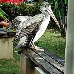 Pelecanus philippensis