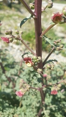 Scrophularia lucida