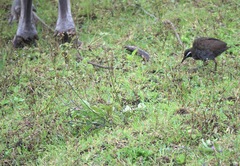Gallirallus torquatus