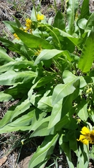 Balsamorhiza