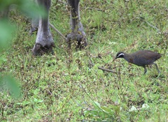 Gallirallus torquatus