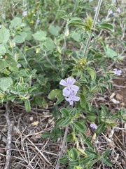 Barleria saxatilis