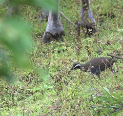 Gallirallus torquatus