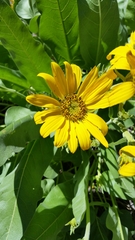 Balsamorhiza