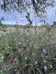 Barleria saxatilis