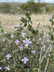 Barleria saxatilis
