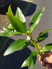 Myoporum tenuifolium