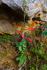 Salvia oppositiflora