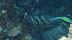 Epinephelus fuscoguttatus