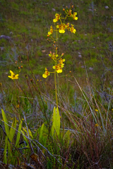 Vitekorchis excavata