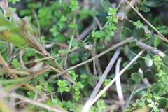 Galium propinquum