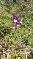 Anacamptis boryi