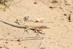 Acanthodactylus cantoris