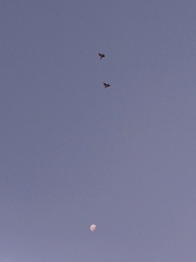 Lonchura leucogastroides