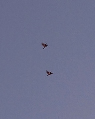 Lonchura leucogastroides