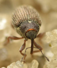 Ceutorhynchus pumilio