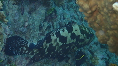 Epinephelus fuscoguttatus