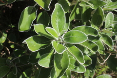 Brachyglottis greyi