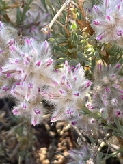 Ptilotus whitei