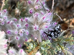 Ptilotus whitei
