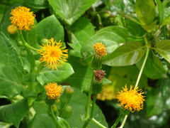 Gynura elliptica