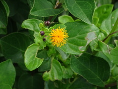 Gynura elliptica