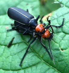 Epicauta mannerheimi