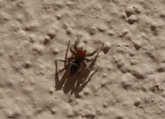 Habronattus forticulus