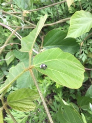 Sternuchopsis trifida