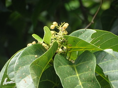 Sterculia ceramica