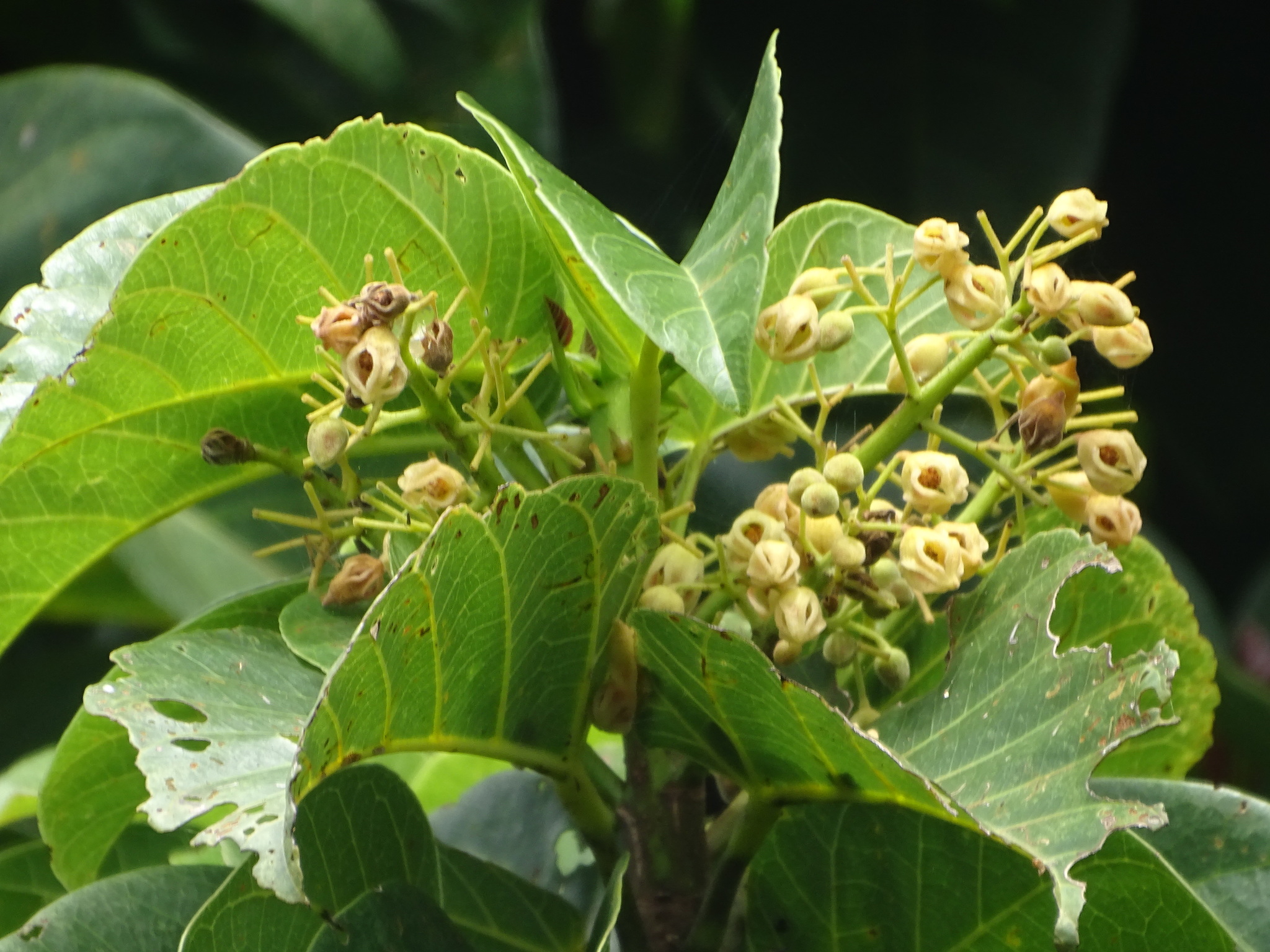 Sterculia ceramica
