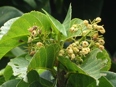Sterculia ceramica