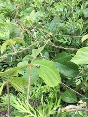 Sternuchopsis trifida