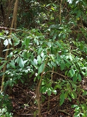 Guapira fragrans