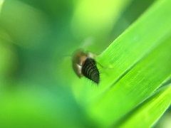 Tachyporus
