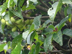 Sterculia ceramica