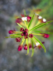 Cleome violacea