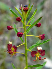Cleome violacea