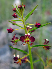 Cleome violacea