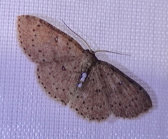 Cyclophora megista