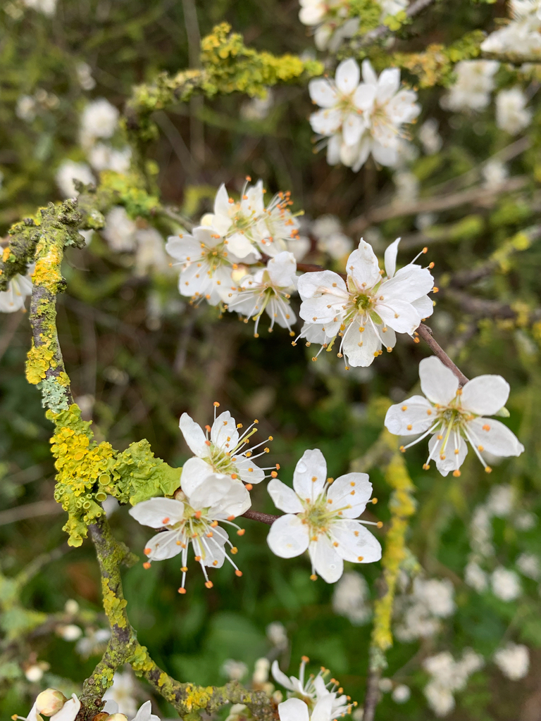 plums, cherries, and allies from Rotherham on April 12, 2022 at 09:48 ...