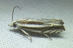 Eucosma striatana